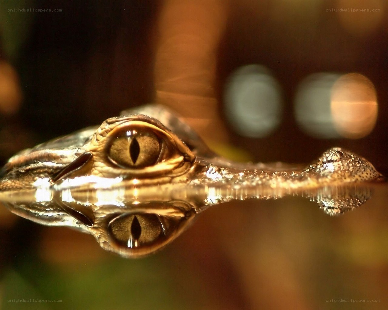 crocodile eye reflection