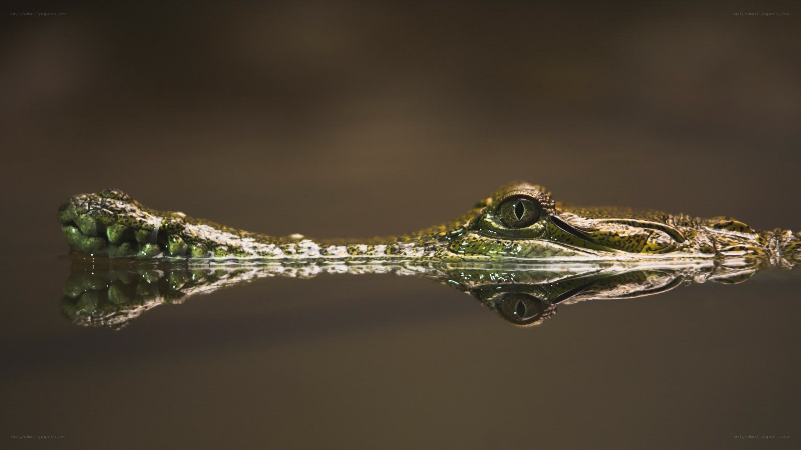 crocodile head above water