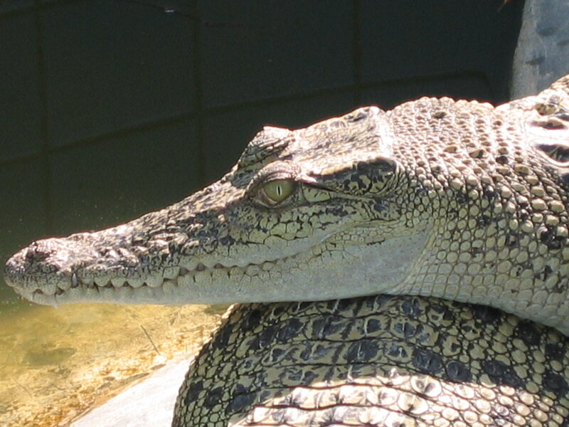 Crocodile Head and Neck