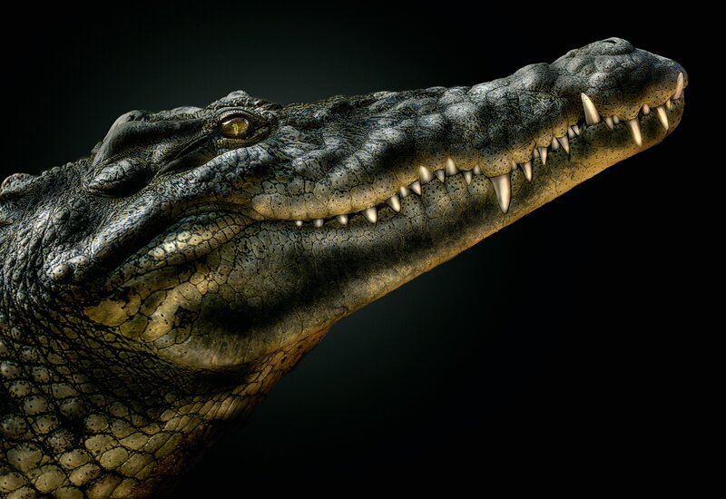 Crocodile Head — Black, Dramatic