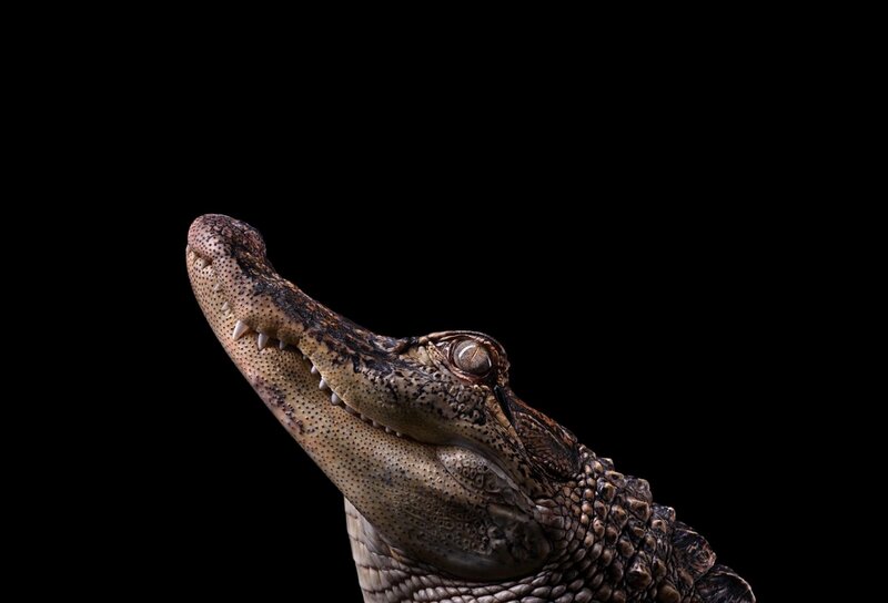 Crocodile Head — Black