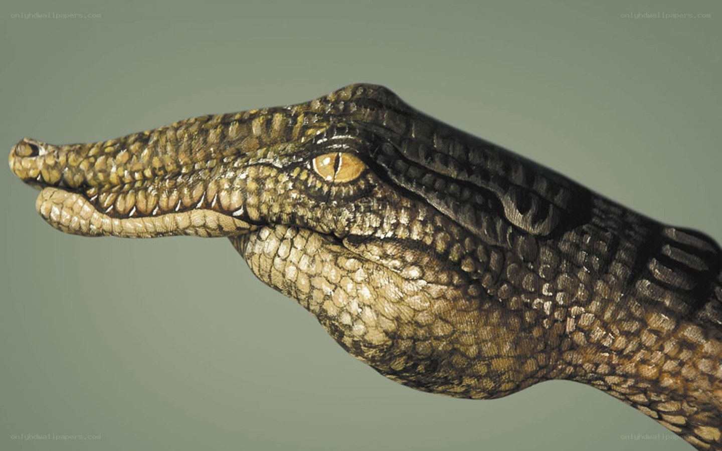 crocodile head close-up