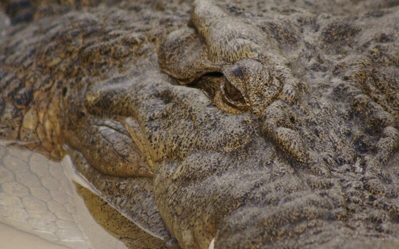 Crocodile Head Close-up — Brown, Neutral
