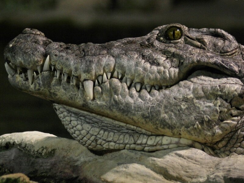 Crocodile Head Close-up — Gray, Intense, Photograph