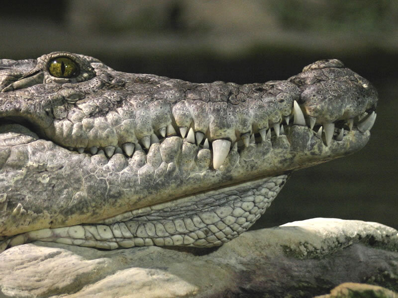 Crocodile Head Close-up — Gray, Intense