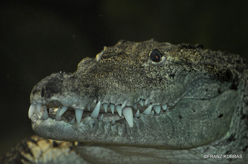 Crocodile Head Close-up — Gray