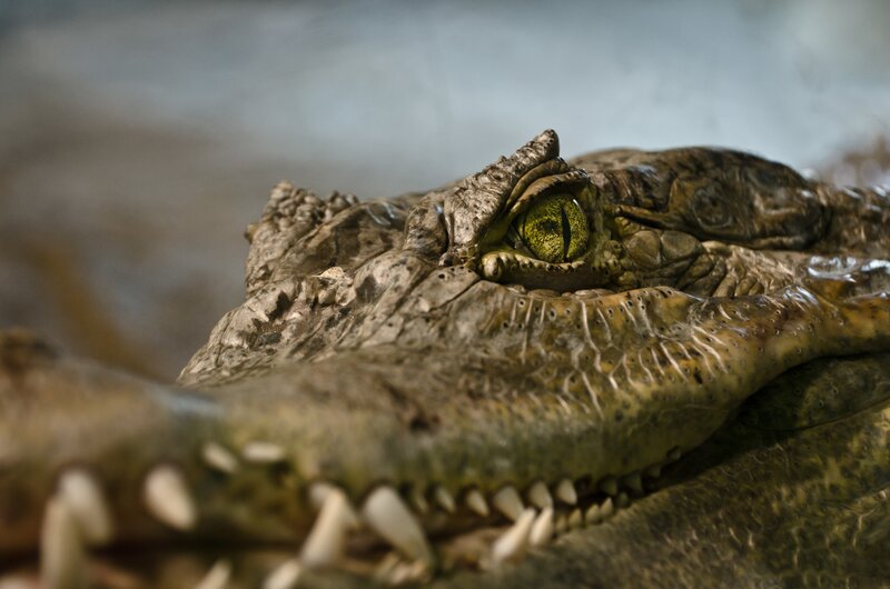 Crocodile Head Close-up — Green