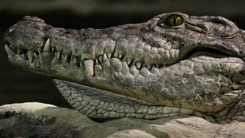 crocodile head close-up