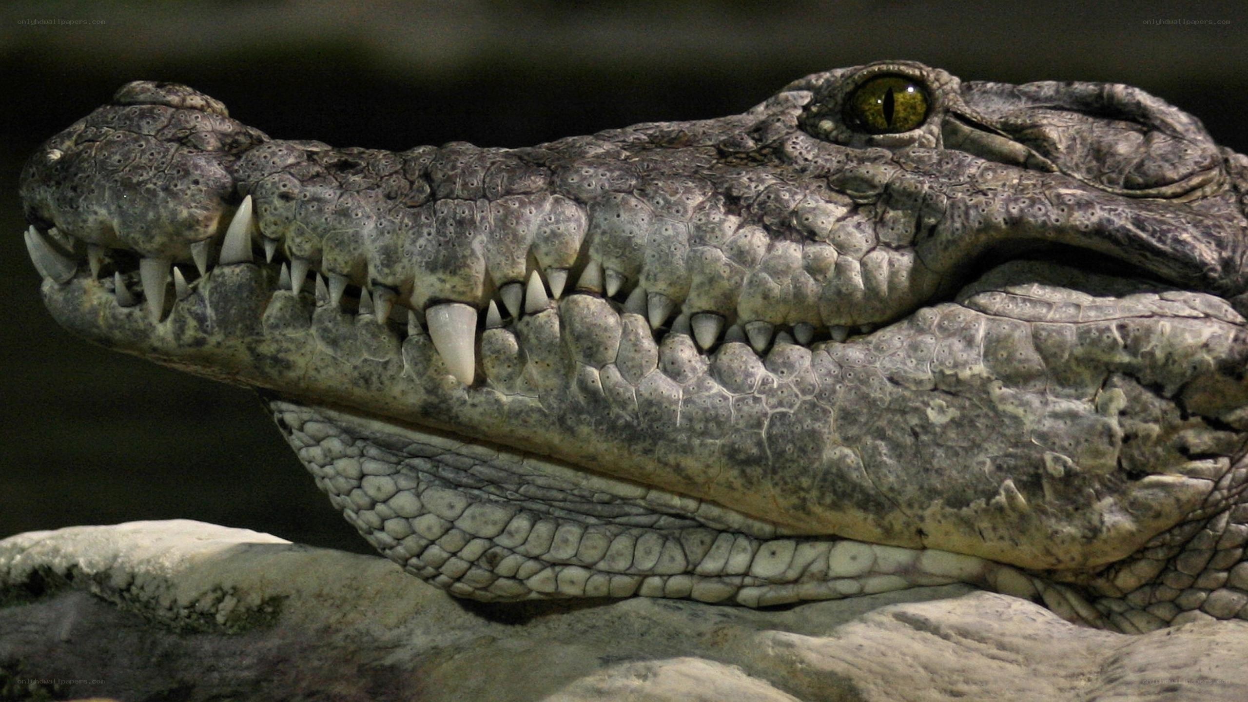 crocodile head close-up