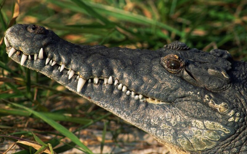 Crocodile Head — Green
