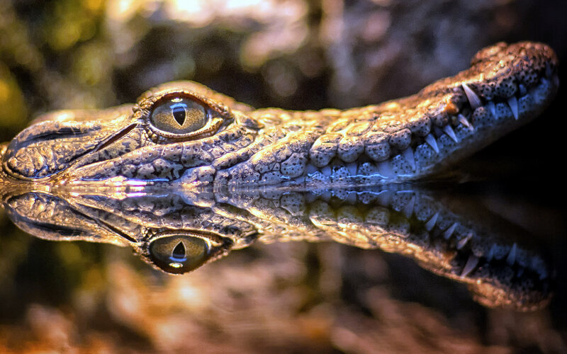 Crocodile Head in Water — Brown, Dramatic