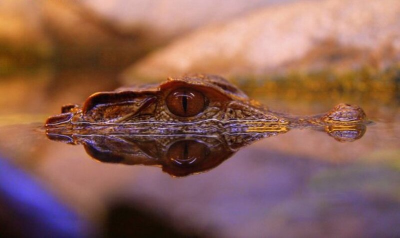 Crocodile Head in Water — Brown
