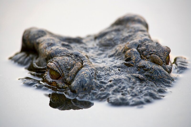 Crocodile Head in Water — Gray, Calm