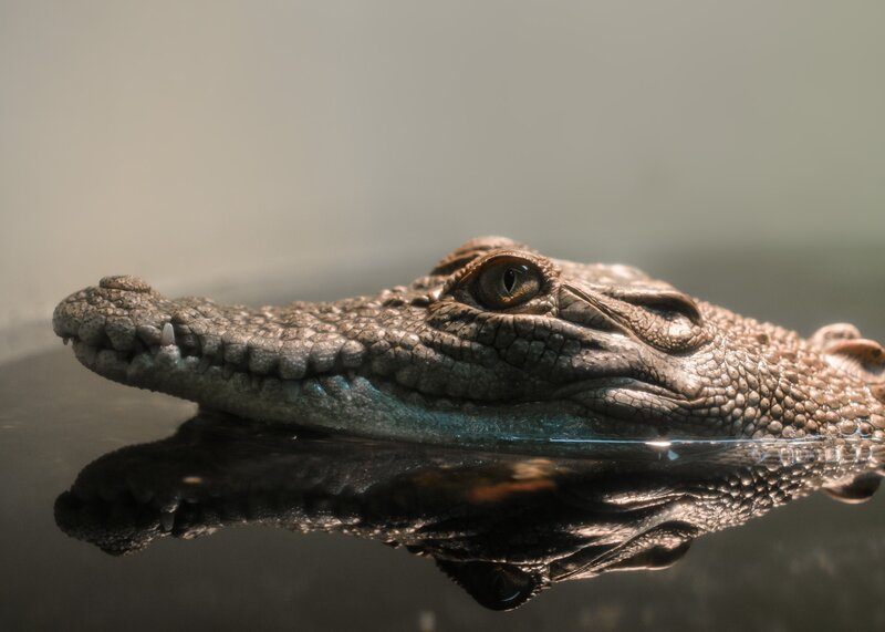 Crocodile Head in Water — Gray, Dramatic