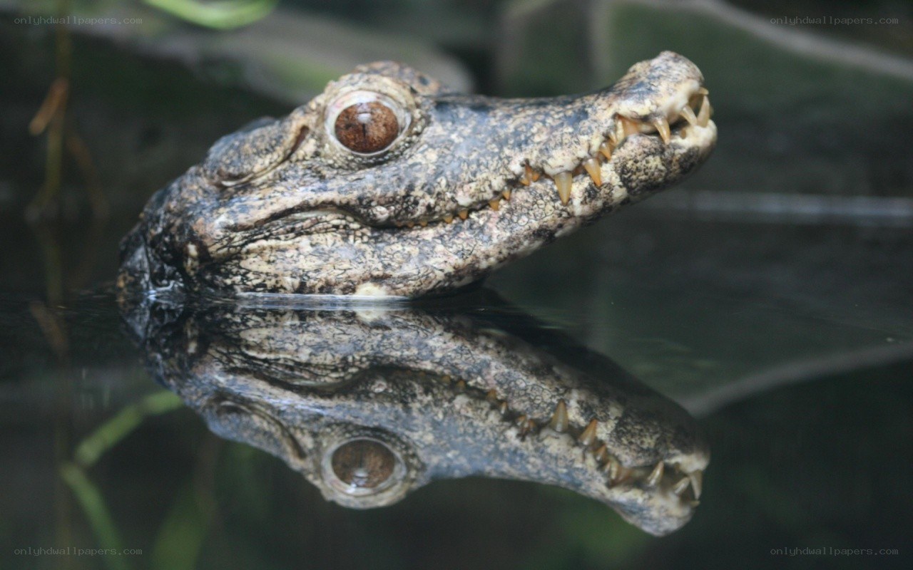 crocodile head in water