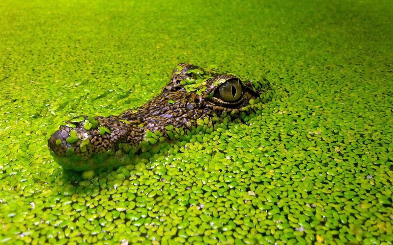 Crocodile in Duckweed — Green, Calm