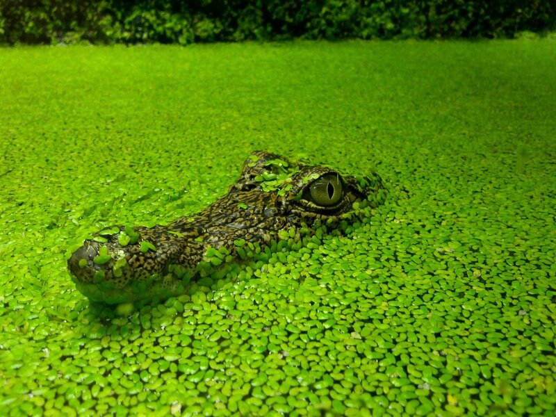 Crocodile in Duckweed — Green, Natural