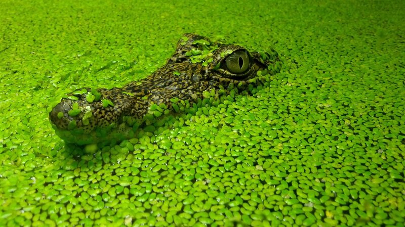 Crocodile in Duckweed — Green