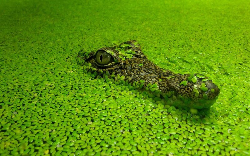 Crocodile in Duckweed