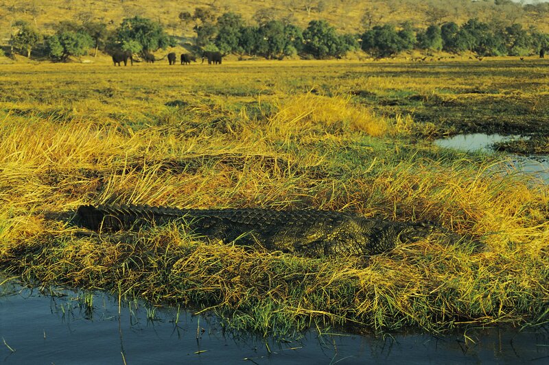 Crocodile in grassy wetland