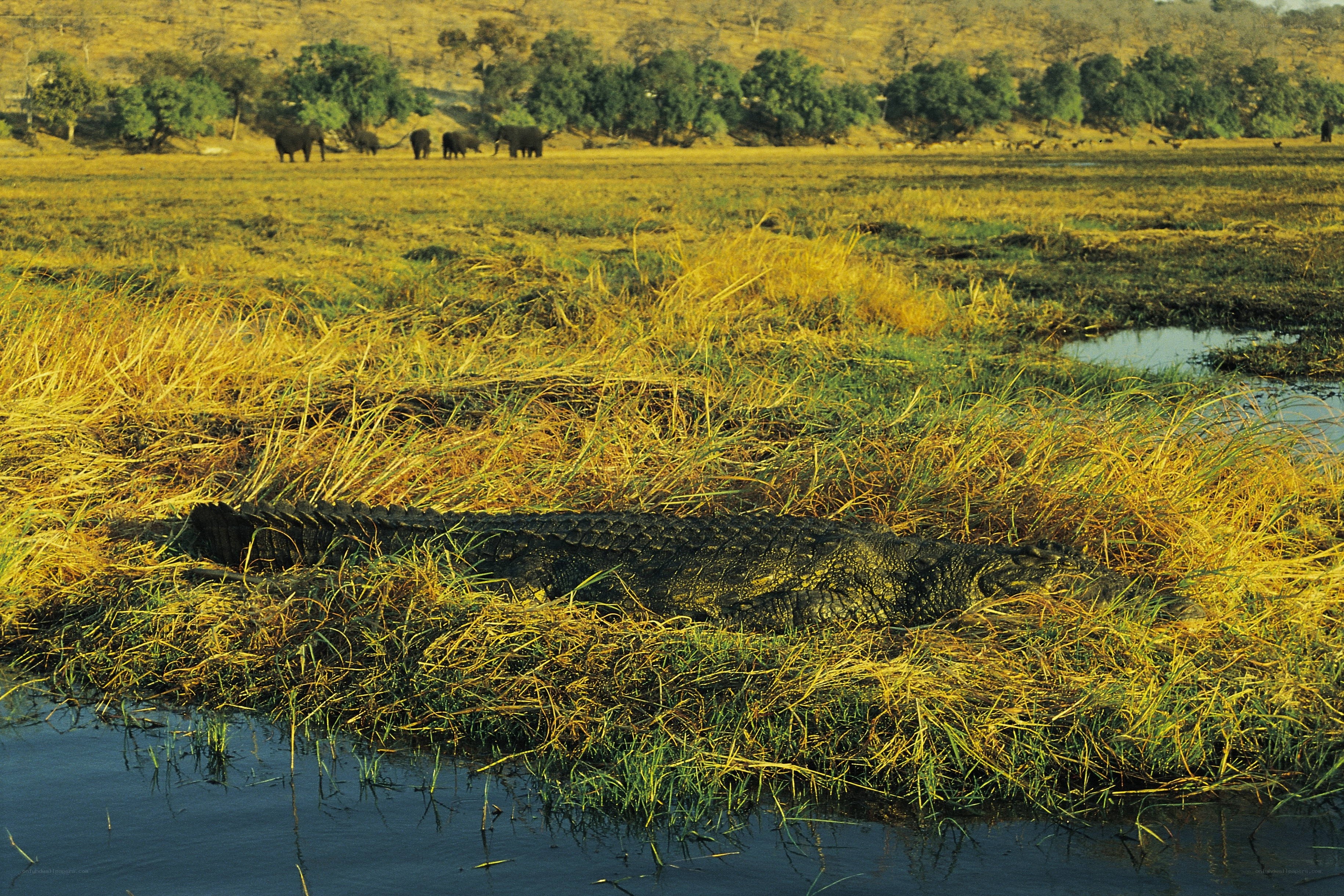 Crocodile in grassy wetland