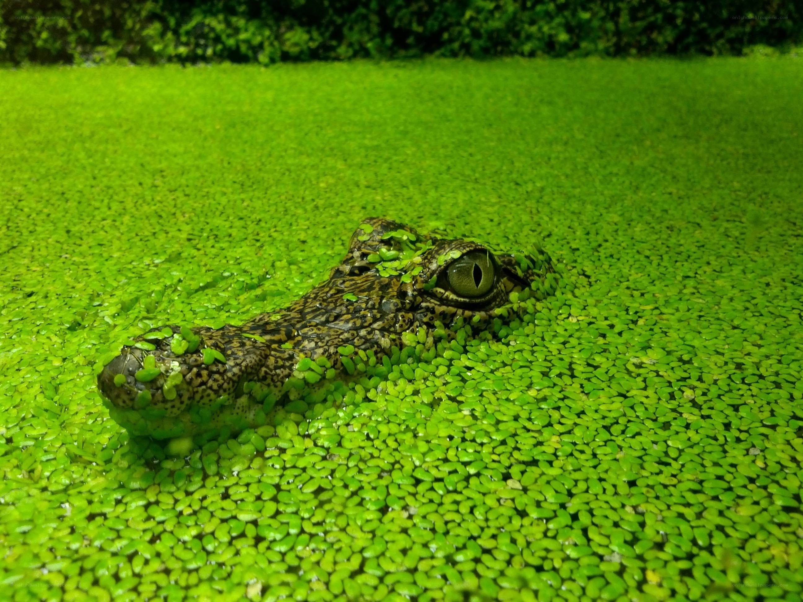 crocodile in green water