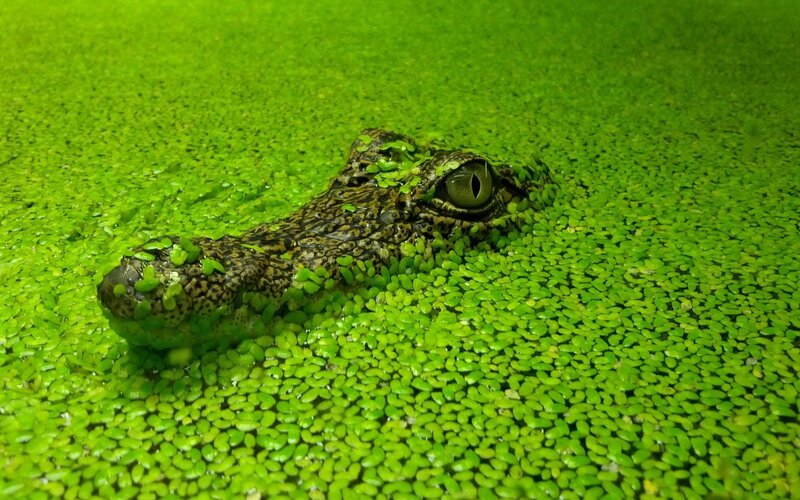 Crocodile in Green Water — Calm