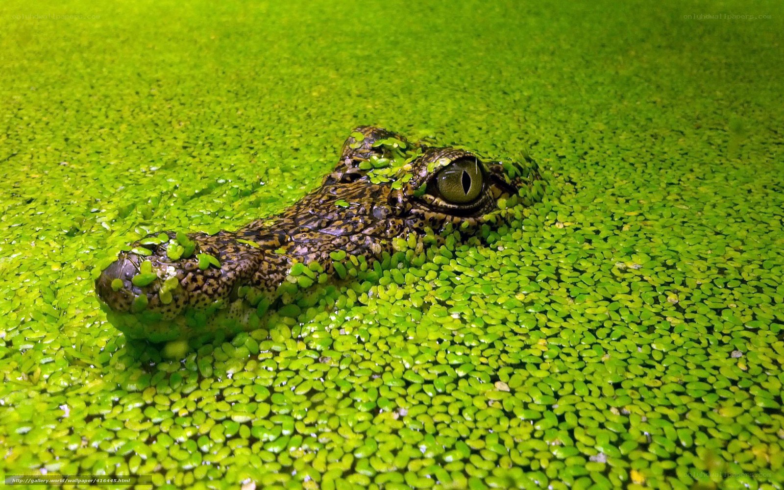 Crocodile in green water