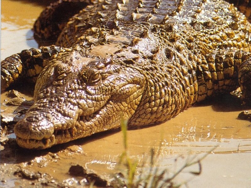 Crocodile in Mud