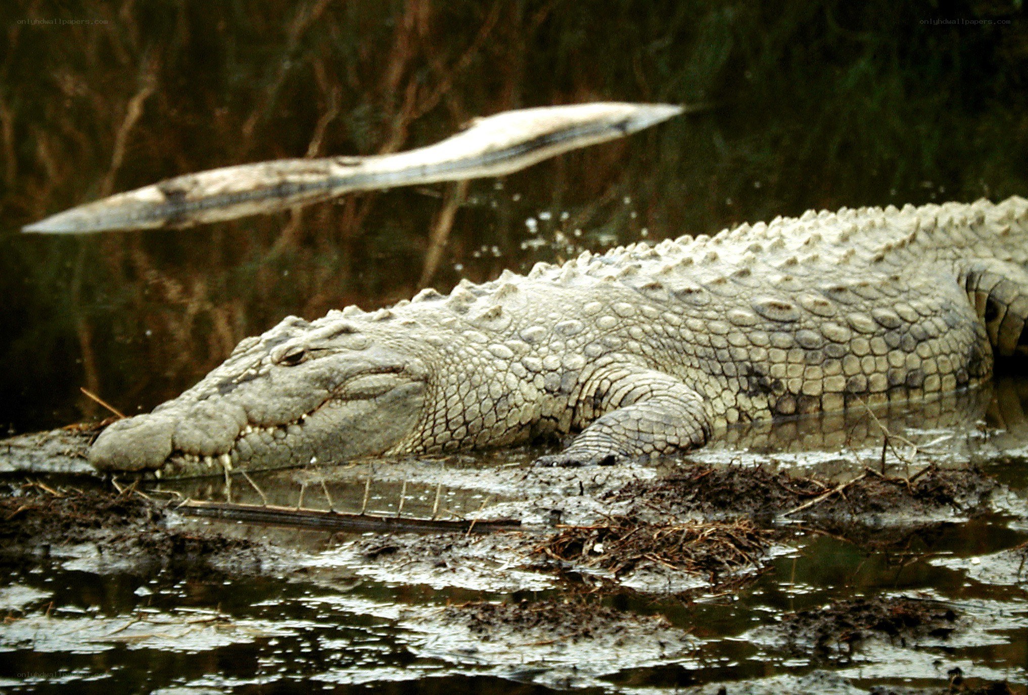 Crocodile in muddy water