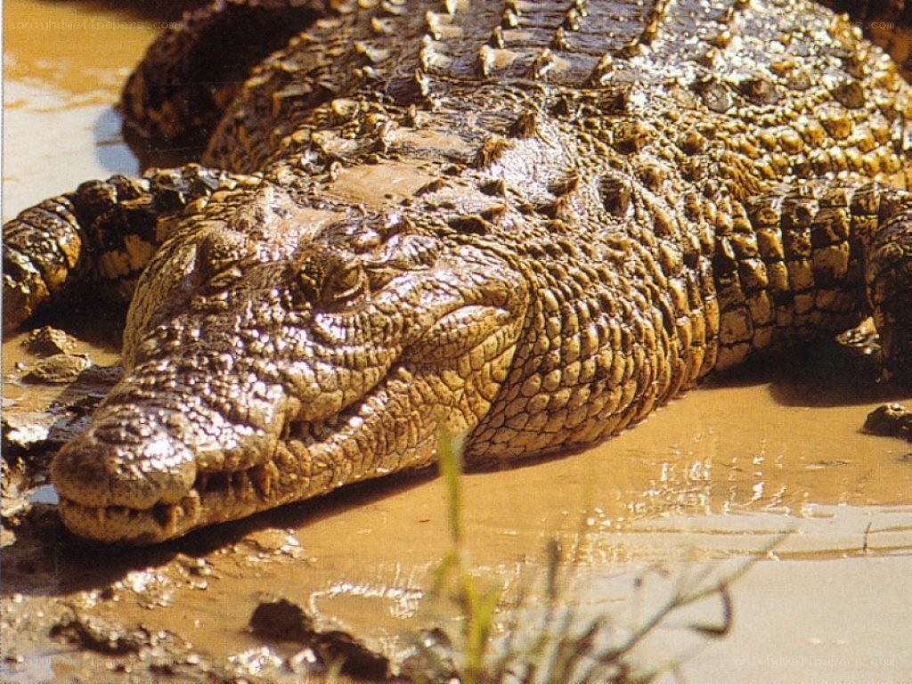 Crocodile in muddy water