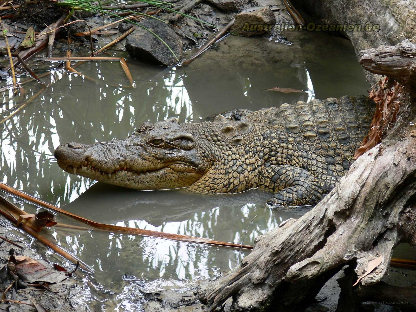 Crocodile in muddy water