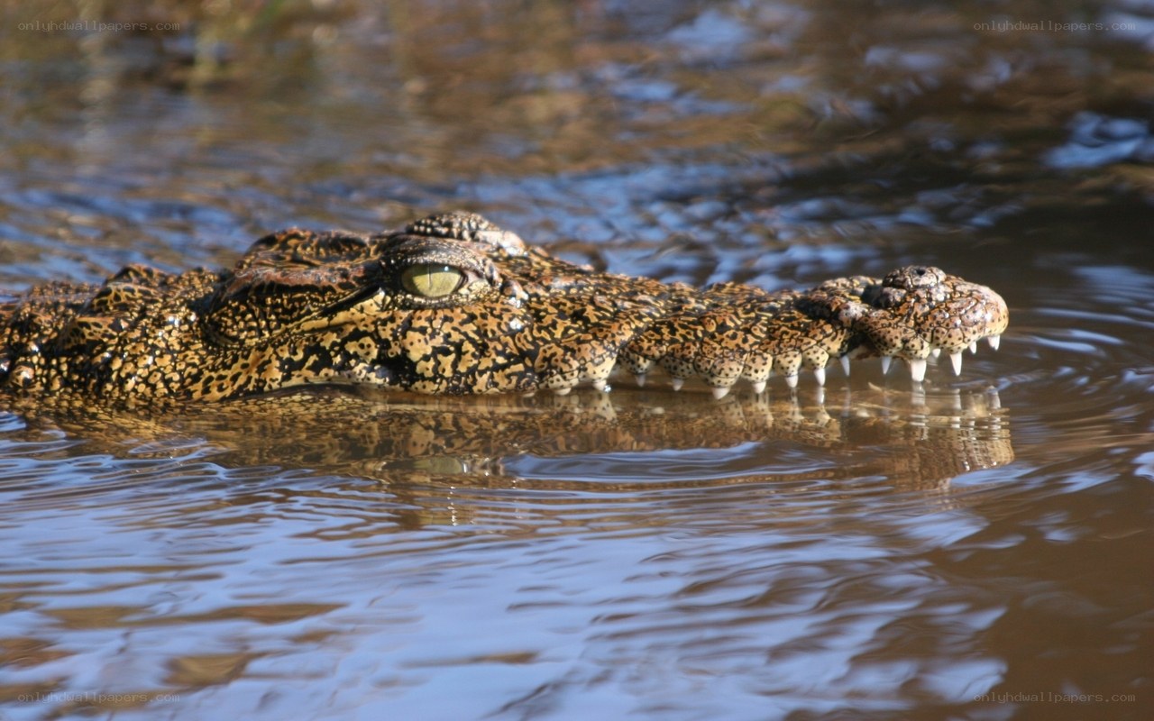 Crocodile in murky water