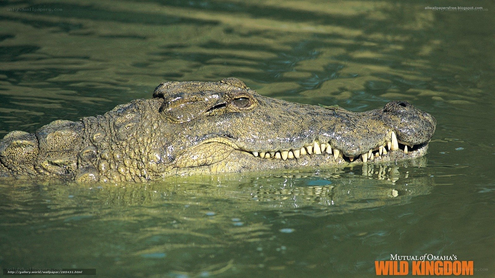 crocodile in murky water