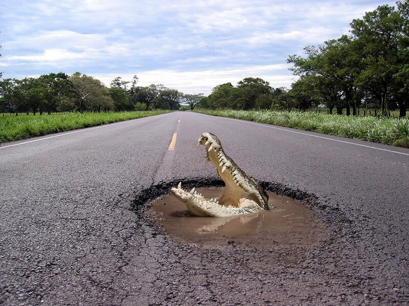 Crocodile in Road — Gray, Dramatic