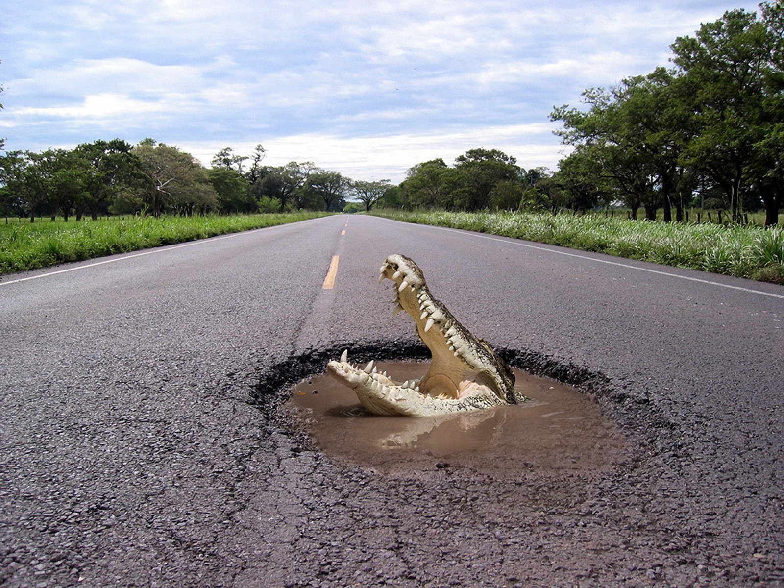 Crocodile in road pothole