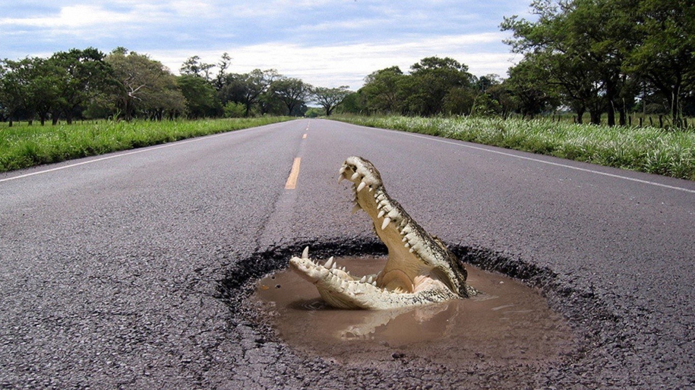 Crocodile in road pothole