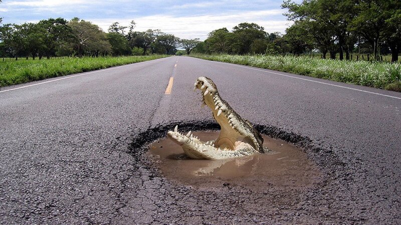 Crocodile in road pothole