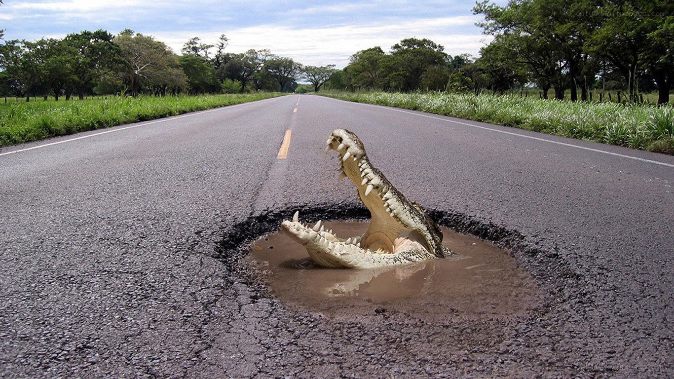 Crocodile in road pothole