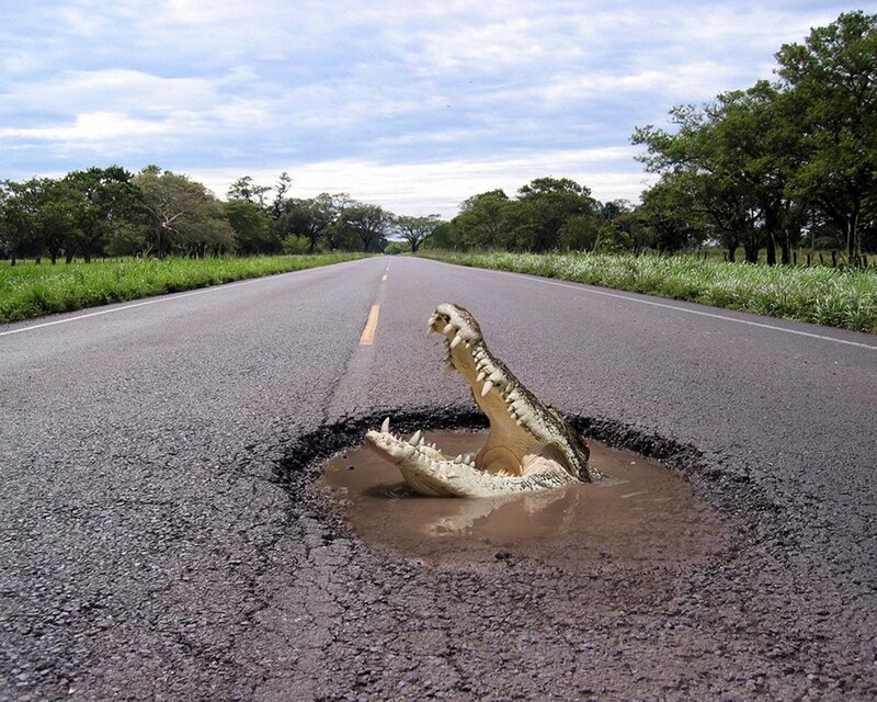 Crocodile in road pothole