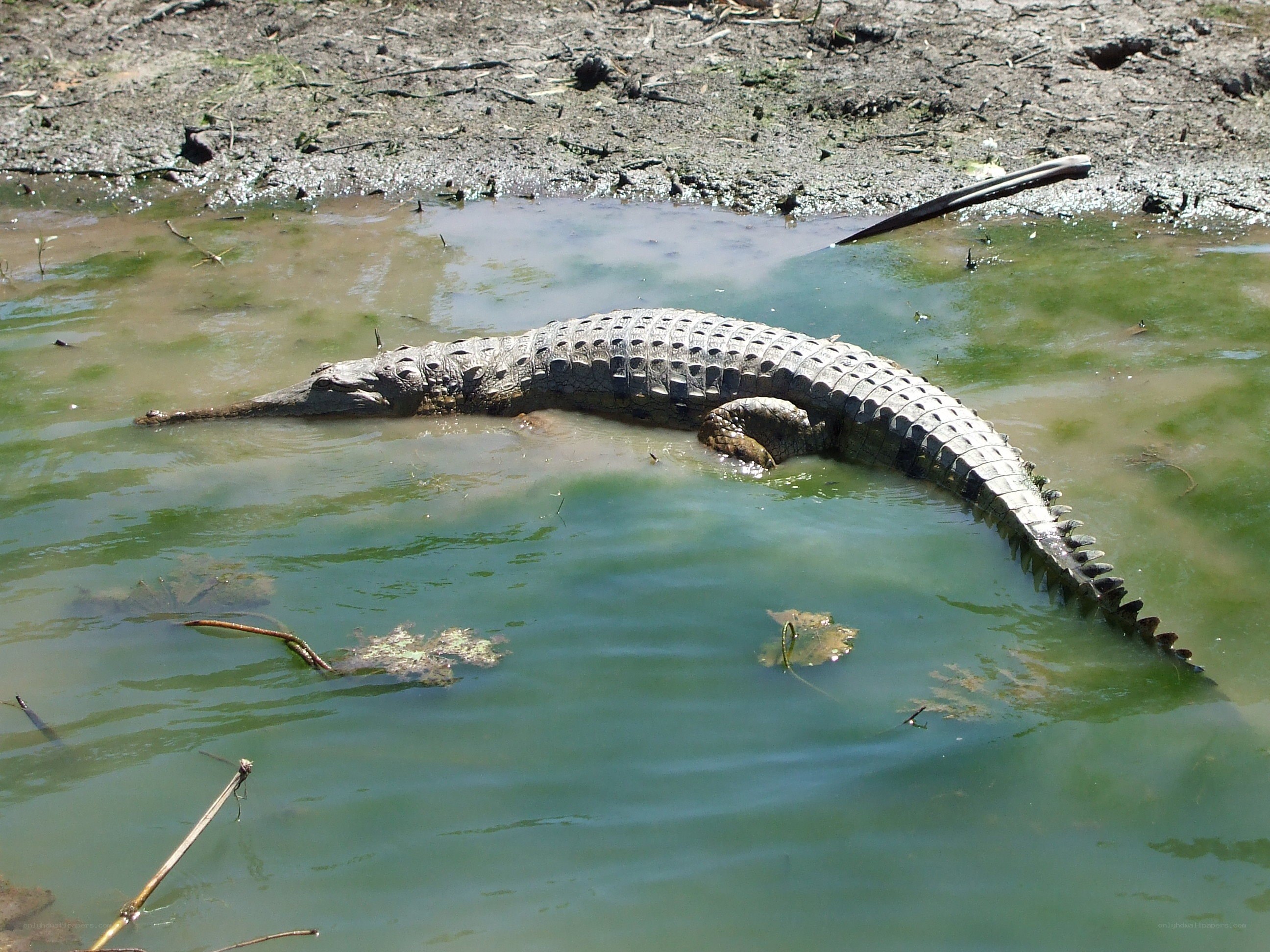 Crocodile in shallow water