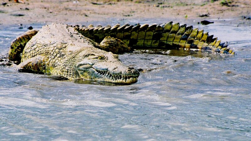 Crocodile in shallow water