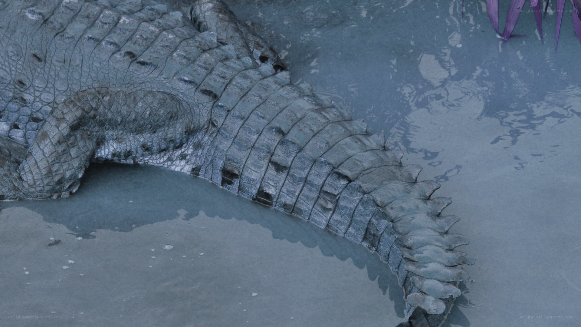 Crocodile in shallow water