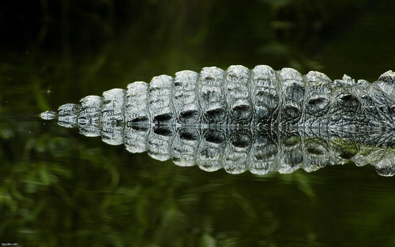 Crocodile in the water