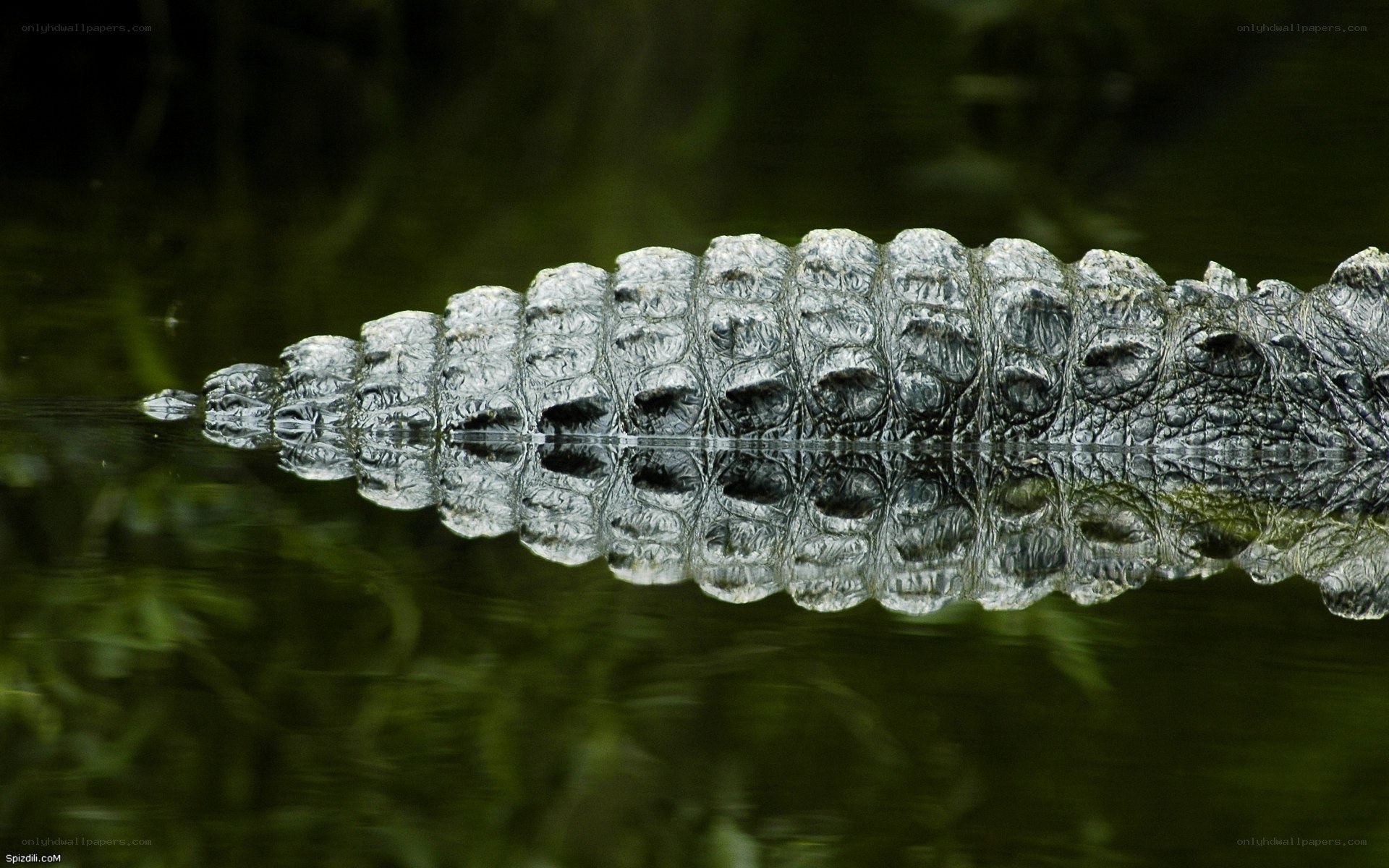 Crocodile in the water