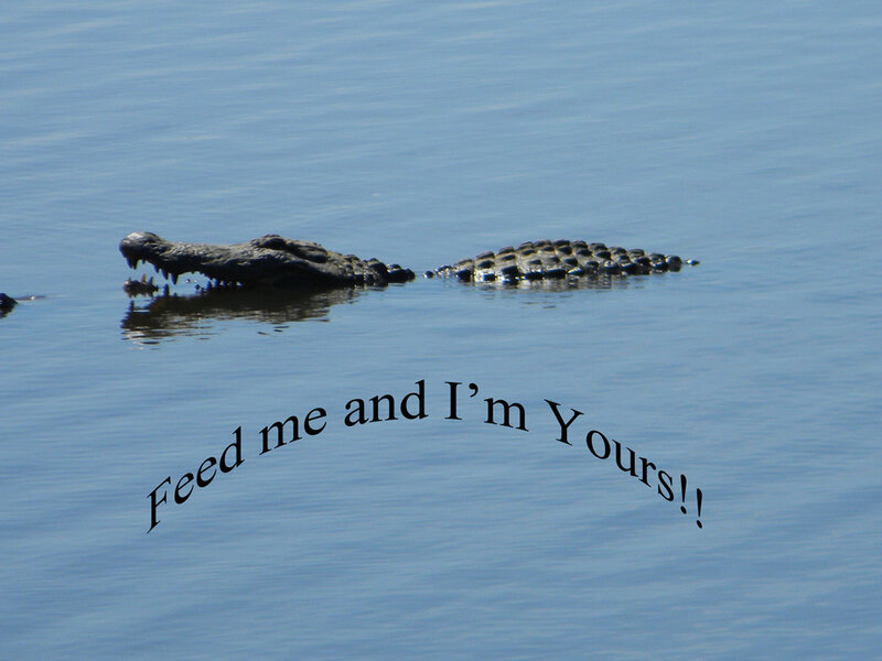 Crocodile in the water