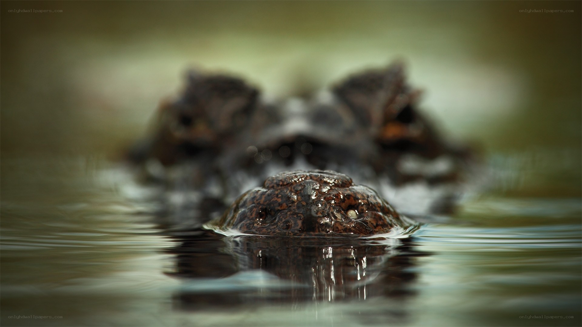 Crocodile in the water