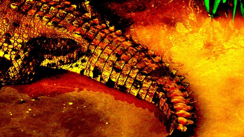 crocodile in warm water