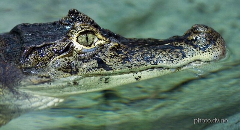 crocodile in water