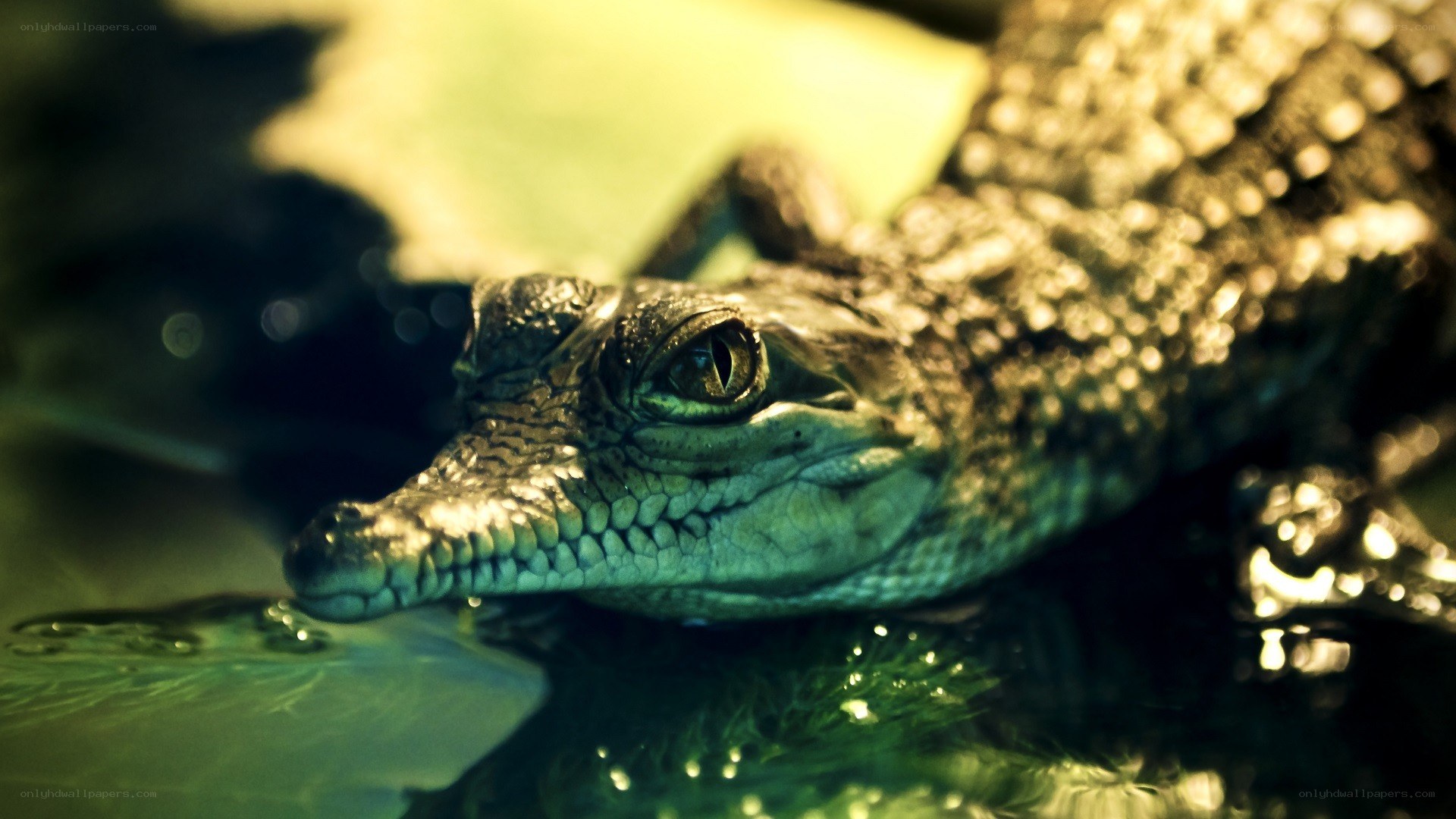 crocodile in water